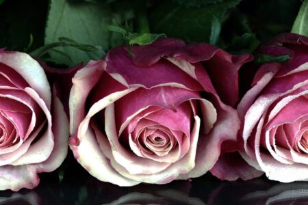 12/13 東広島でクリスマスパーティーやります♡